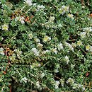 Paronychia capitata (paronychia głowiasta)