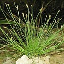 Eleocharis carniolica (ponikło kraińskie)