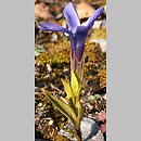 Gentianella ciliata (goryczuszka orzęsiona)