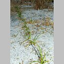 Carex arenaria (turzyca piaskowa)
