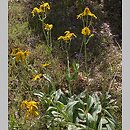 Arnica (arnika)