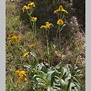 Arnica montana (arnika górska)