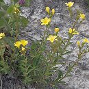 Linum flavum (len złocisty)
