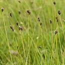 Sesleria caerulea (sesleria błotna)