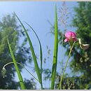 Lathyrus nissolia (groszek liściakowy)