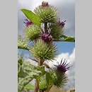 Arctium minus (łopian mniejszy)