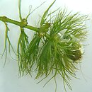 Ceratophyllum submersum (rogatek krótkoszyjkowy)