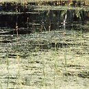 Lemno-Utricularietum vulgaris - zespół pływacza zwyczajnego