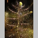 Utricularia vulgaris (pływacz zwyczajny)