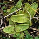 Pinguicula (tłustosz)