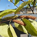 Betula utilis ssp. albosinensis (brzoza białochińska)
