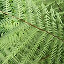 Athyrium rubripes (wietlica czerwonoogonkowa)