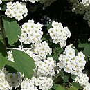 Spiraea chamaedryfolia (tawuła ożankolistna)