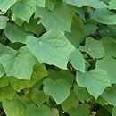 Menispermum canadense (miesięcznik kanadyjski)