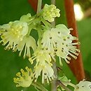 Menispermum canadense (miesięcznik kanadyjski)