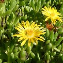 Delosperma deschampsii