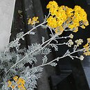 Jacobaea maritima (starzec popielny)