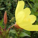 Oenothera tetragona (wiesiołek czworograniasty)