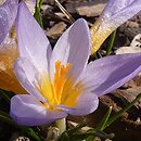 Crocus sieberi (krokus Siebera)