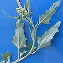 Atriplex tatarica (łoboda szara)