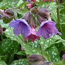 Pulmonaria saccharata (miodunka pstra)