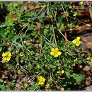 Potentilla nicicii