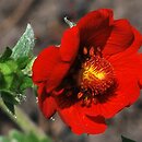 Potentilla atrosanguinea (pięciornik krwisty)
