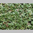 Potentilla nitida (pięciornik lśniący)