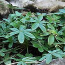 Potentilla alchemilloides (pięciornik przywrotnikowaty)