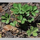 Potentilla desertorum