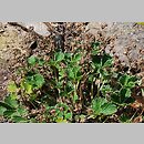 Potentilla nivea