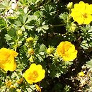 Potentilla neumanniana (pięciornik wiosenny)