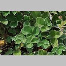 Potentilla argyrophylla