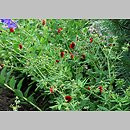 Potentilla thurberi (pięciornik Thurbera)