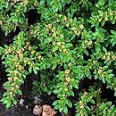 Pilea microphylla (pilea drobnolistna)