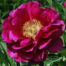 Paeonia lactiflora Ann Zahller