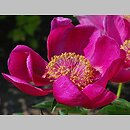 Paeonia lactiflora Hohloma