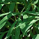 Paeonia obovata