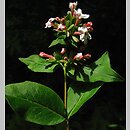 Abelia mosanensis (abelia mosańska)