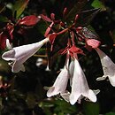 Abelia ×grandiflora (abelia wielkokwiatowa)
