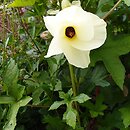 Abelmoschus manihot
