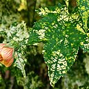 Callianthe striata