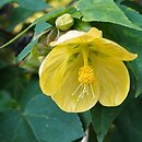 Abutilon ×hybridum (zaślaz mieszańcowy)