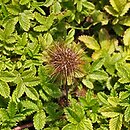 Acaena inermis (acena bezbronna)