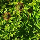 Acaena novae-zelandiae (acena nowozelandzka)