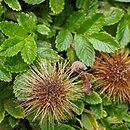 Acaena ovalifolia