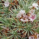 Acantholimon erinaceum