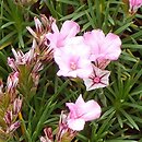 Acantholimon venustum