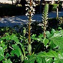 Acanthus mollis