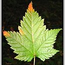 Acer argutum (klon ostroząbkowy)